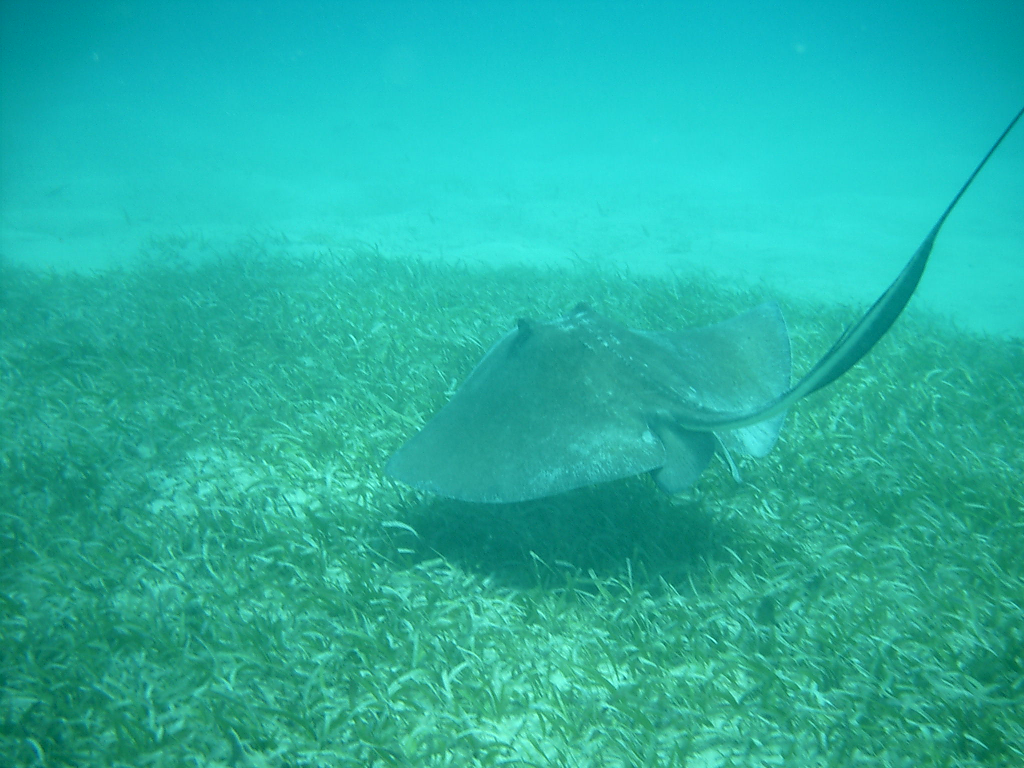 A stringray over a grassy patch in Culebra, one of the Spanish Virgin Islands off of Puerto Rico